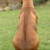 Rhodesian Ridgeback