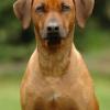 Rhodesian Ridgeback