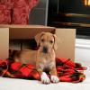 Rhodesian Ridgeback