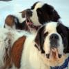 Saint Bernard (Longhaired)
