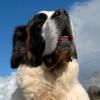 Saint Bernard (Longhaired)