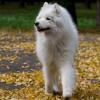 Samoyed