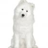 Samoyed