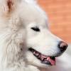 Samoyed