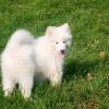 Samoyed