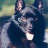 Schipperke