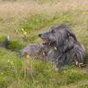 Scottish Deerhound