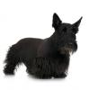 Scottish Terrier