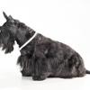 Scottish Terrier