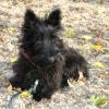 Scottish Terrier