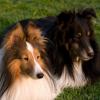 Shetland Sheepdog