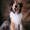 Shetland Sheepdog