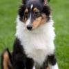 Shetland Sheepdog