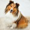Shetland Sheepdog