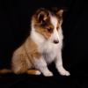 Shetland Sheepdog