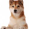 Shiba Inu