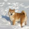 Shiba Inu