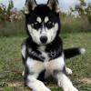 Siberian Husky