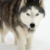 Siberian Husky