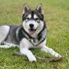 Siberian Husky