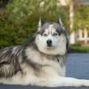 Siberian Husky