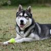 Siberian Husky
