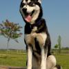 Siberian Husky