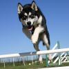 Siberian Husky