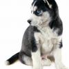 Siberian Husky