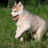 Siberian Husky