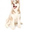 Siberian Husky