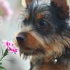 Silky Terrier