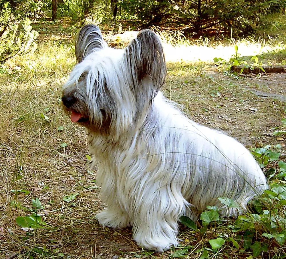 Skye Terrier