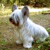 Skye Terrier