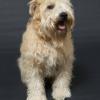 Soft Coated Wheaten Terrier