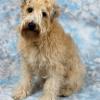 Soft Coated Wheaten Terrier