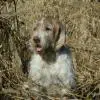 Spinone Italiano