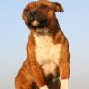 Staffordshire Bull Terrier
