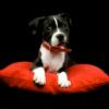 Staffordshire Bull Terrier