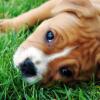 Staffordshire Bull Terrier