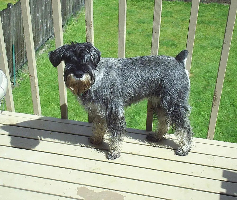 Standard Schnauzer