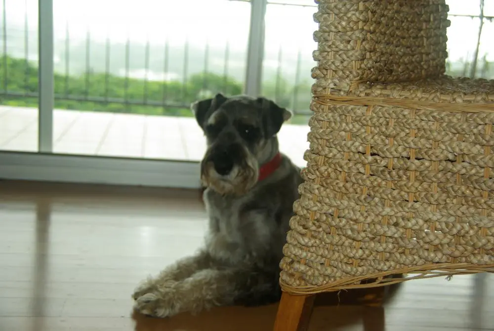 Otto