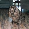 Sussex Spaniel