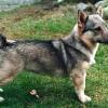 Swedish Vallhund