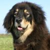 Tibetan Mastiff