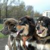 Tibetan Mastiff