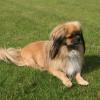 Tibetan Spaniel