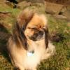 Tibetan Spaniel