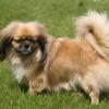 Tibetan Spaniel