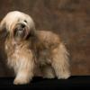 Tibetan Terrier